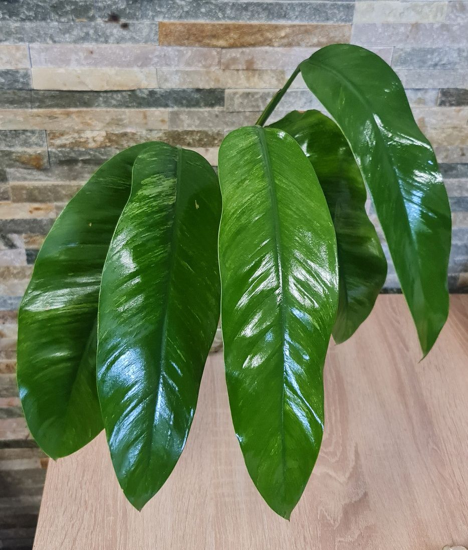 Epipremnum Giganteum marble var,5liści