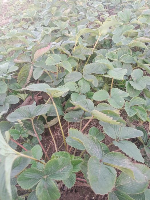 Sadzonki truskawek pęczek kopalne