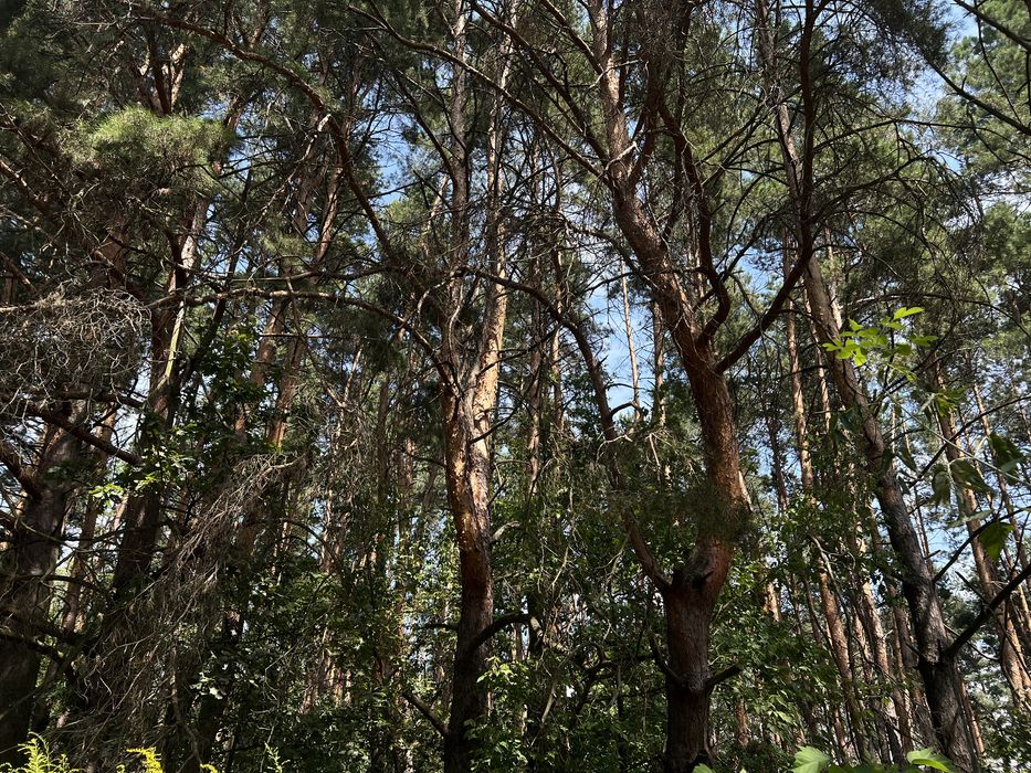 1га соснового лісу під буд-во с.Хлепча