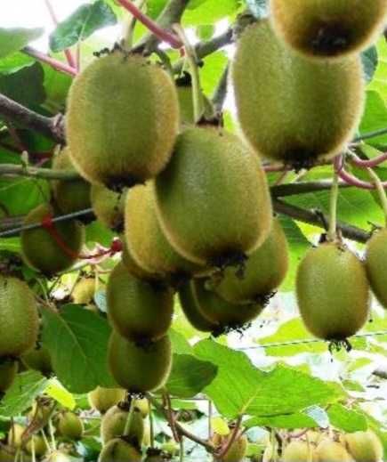 ХУРМА Інжир Лохина Годжі Ківі Фісташка Калина Абрикоса Магнолія Піони