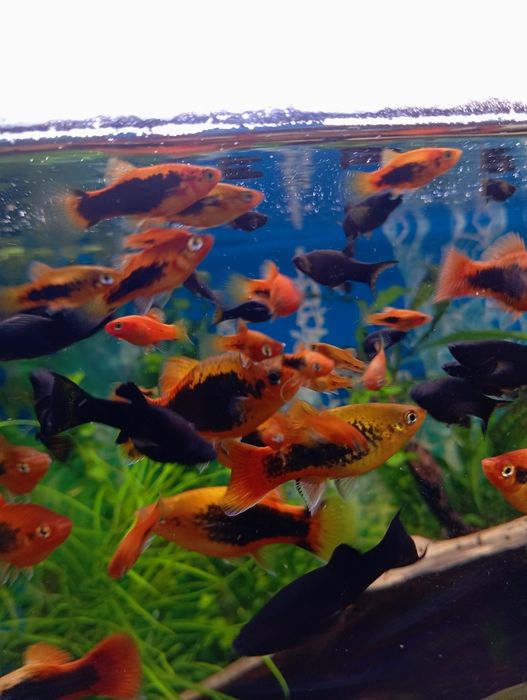 Platka zmieniak plamisty