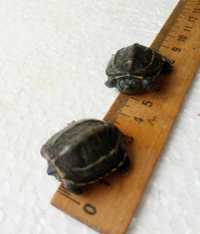 Найменша зараз черепашка Китайска черепаха