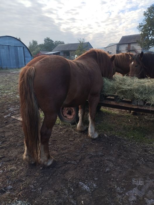 Klacz zimnokrwista 5 lat