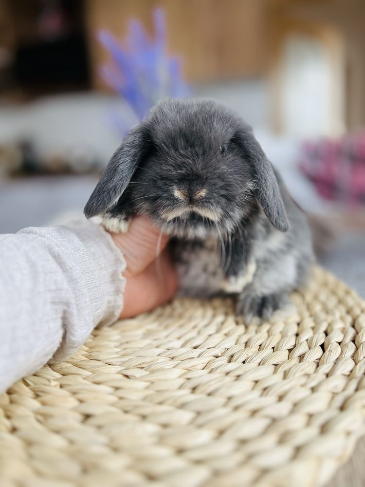 Hodowla rasowych królików mini lop / królik miniaturka / metryka