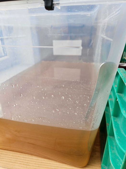 Zbiór 8 czerwca! Świeży Miód Wielokwiatowy / Rzepakowy z Żuław