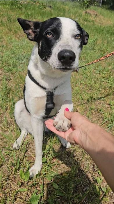 MARSHALL został zupełnie sam RATUNKU!