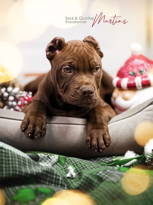 Ексклюзивна пропозиція. Хлопчик американський пітбуль #пітбультєрʼєр