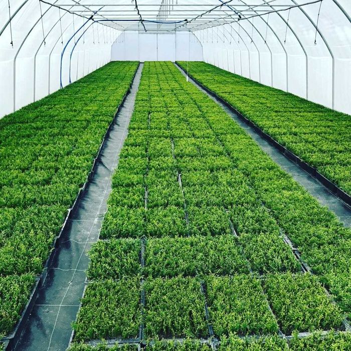 TUJA SZMARAGD THUJA SMARAGD sadzonki 1000szt/1szt - 0,55gr PROMOCJIA!!