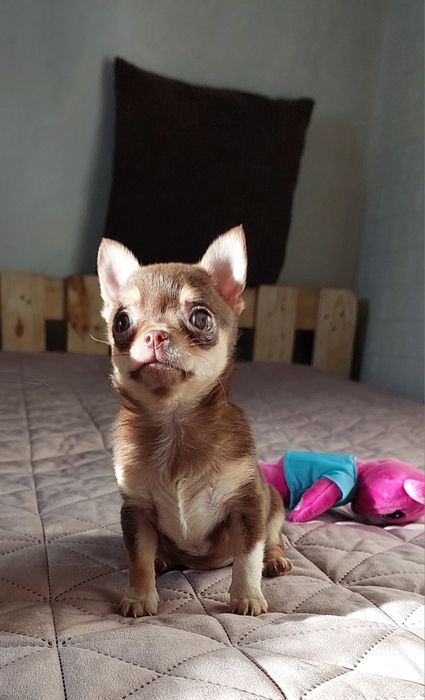 Міні чіхуашечки дівчатка !