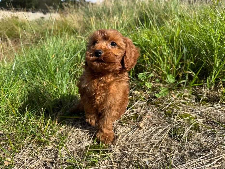 Cavapoo disponível