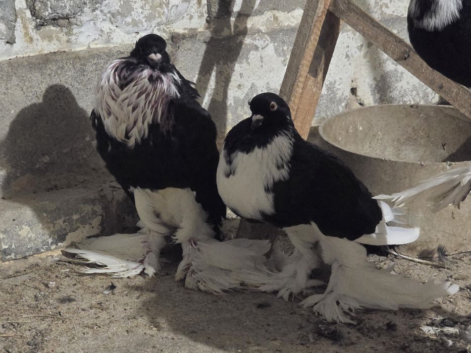 Garłacz pomorski garłacze pomorskie gołąb gołebie