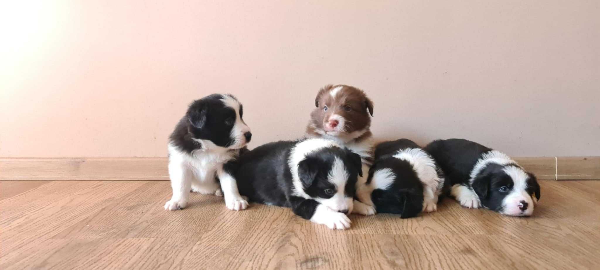 Szczeniak Border Collie