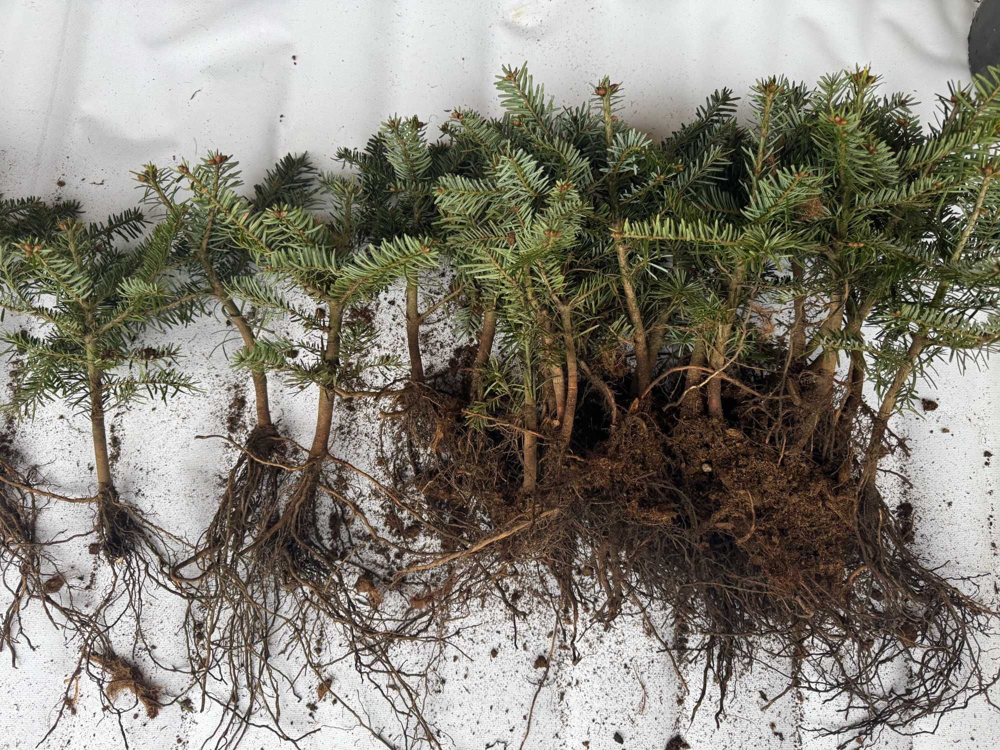 sadzonka jodły Kaukaskie, świerk jodła koreańska , nobilis