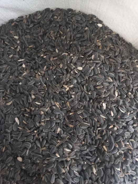 Słonecznik gorczyca