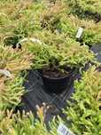 Thuja Golden Tuffet nowosc 2 szt