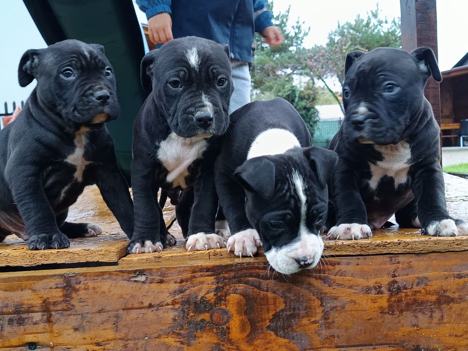 Amstaff Chłopiec Amstaf