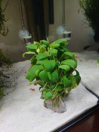 Anubias wysoka roślina roślinka do akwarium dla ryb i krewetek
