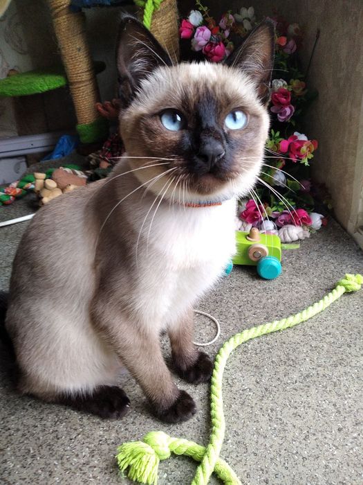 Дівчинка Меконгського бобтейлу шукає  люблячих  господарів.