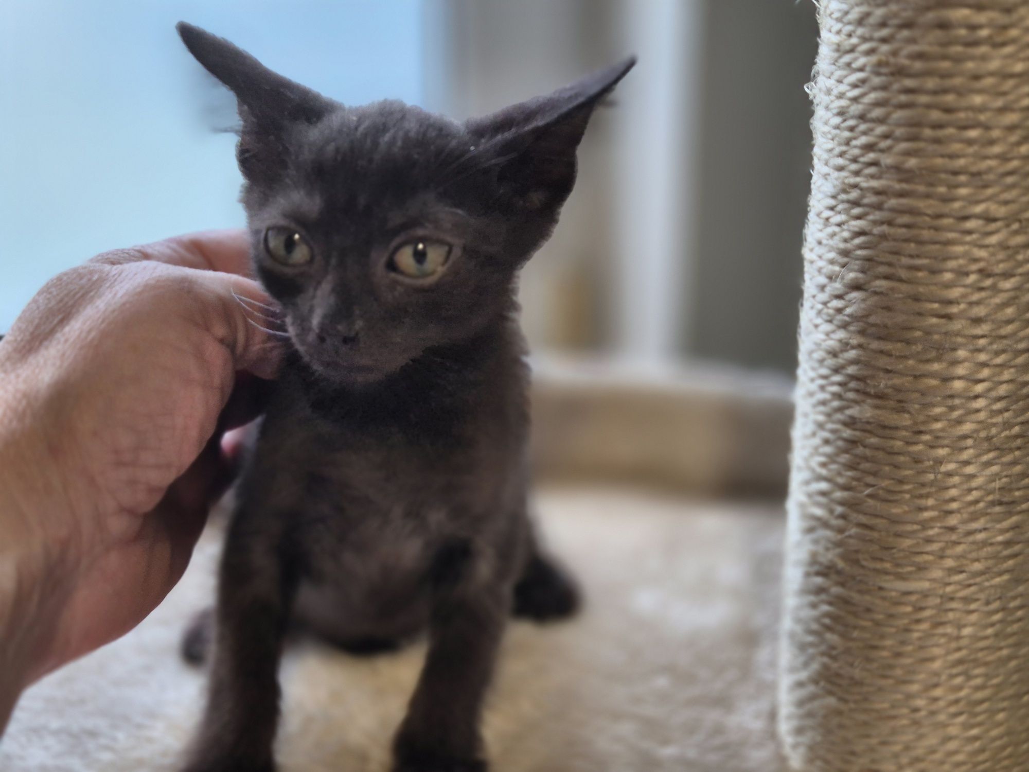 Apsik, Gburek i Nieśmialek-trzy magiczne maluszki do adopcji.