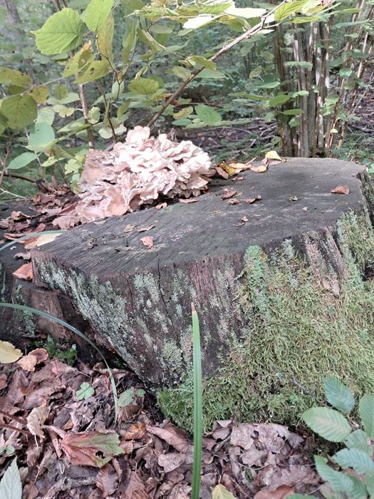 Гриб гріфола кучерява баранячі голова