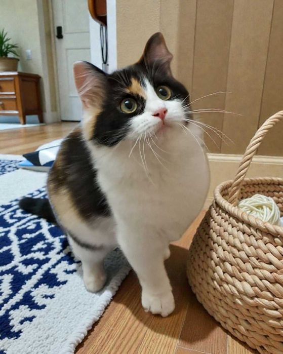 Шукає дім трьохмасна киця