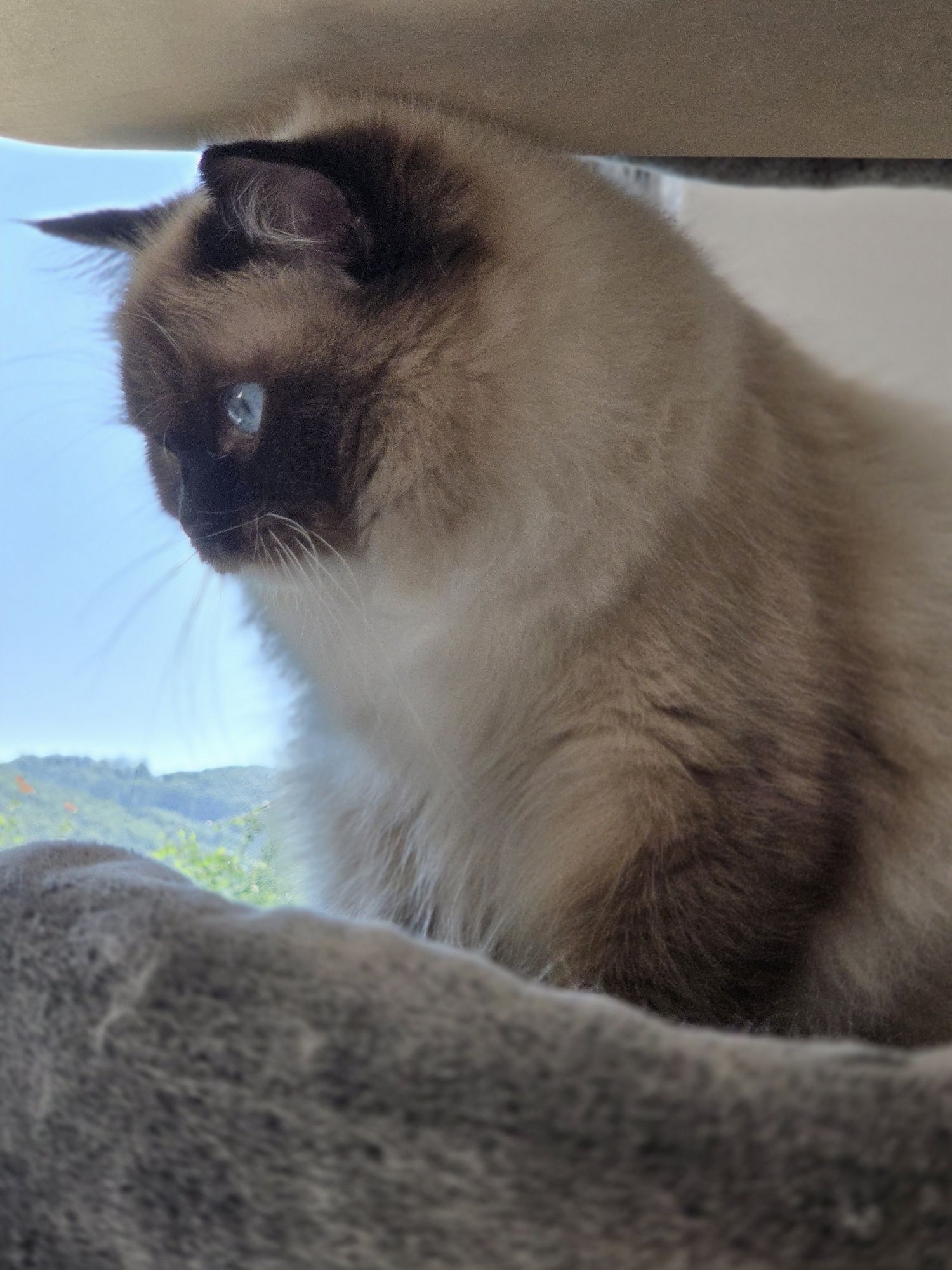 Kot  kotka Ragdoll z rodowodem FPL Fife piękni rodzice.!