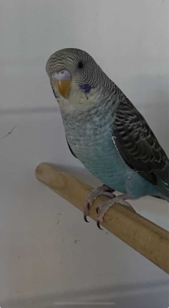 Tenho para ceder