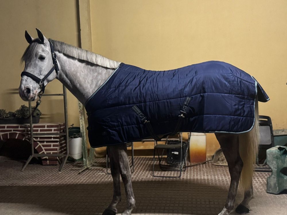 Cavalo montado letra P