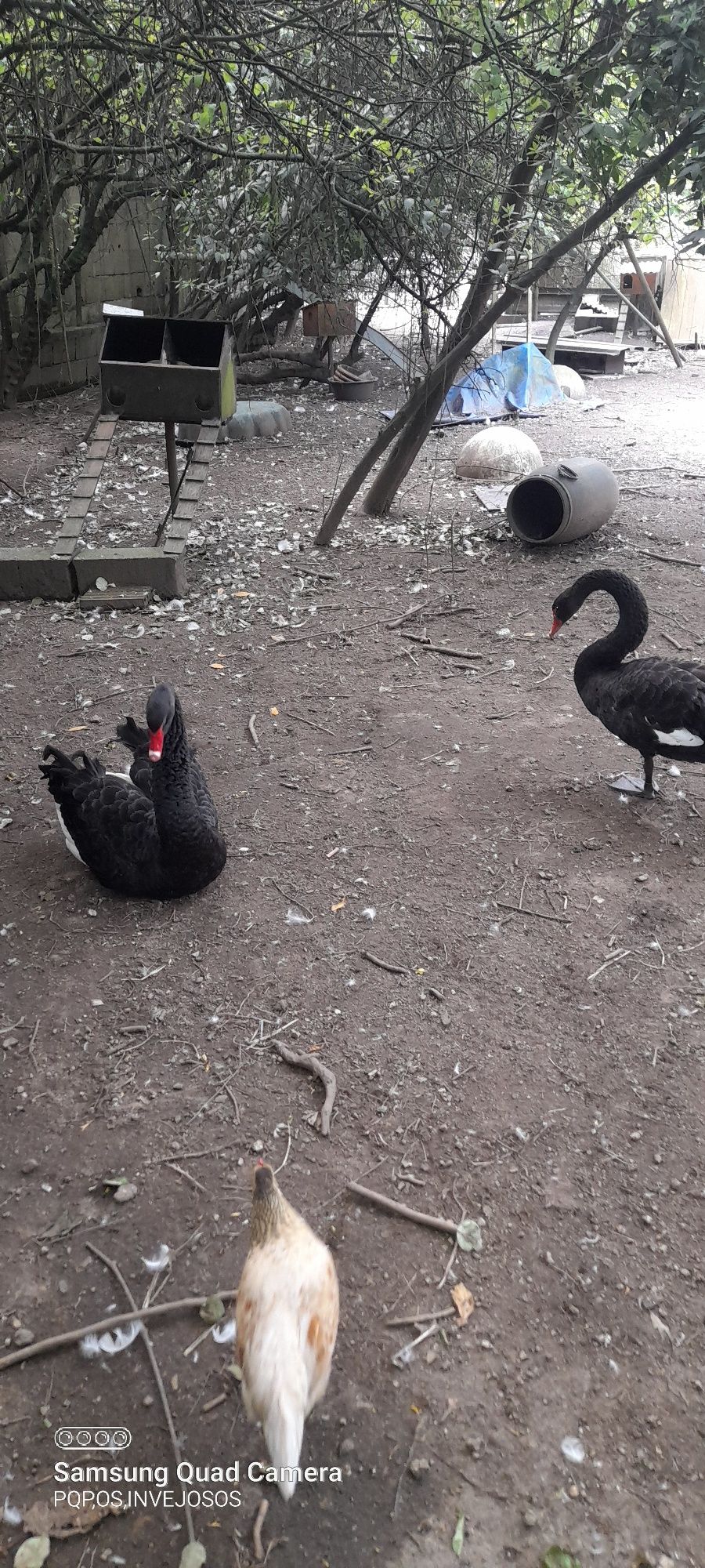 Cisnes pretos casais do ano passado