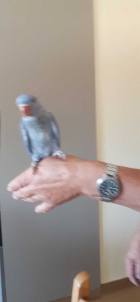 Aves rig  neke domesticado