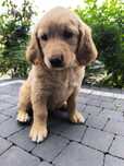 Śliczna Złota Sunia Golden Retriever