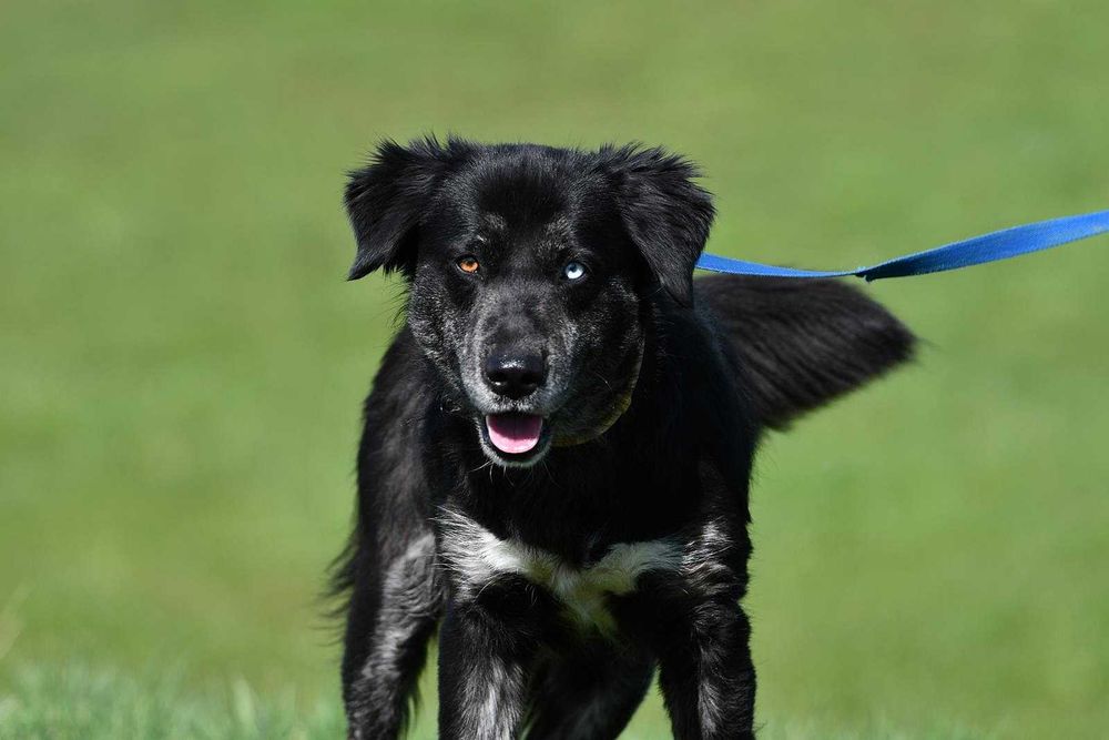 Sali szuka domu, suczka, młoda