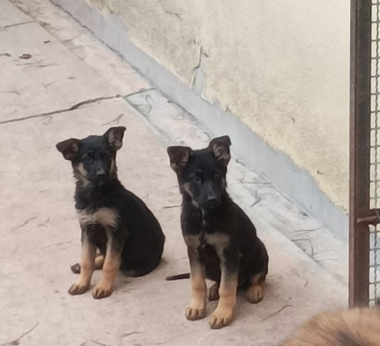 Pastor alemão pêlo curto