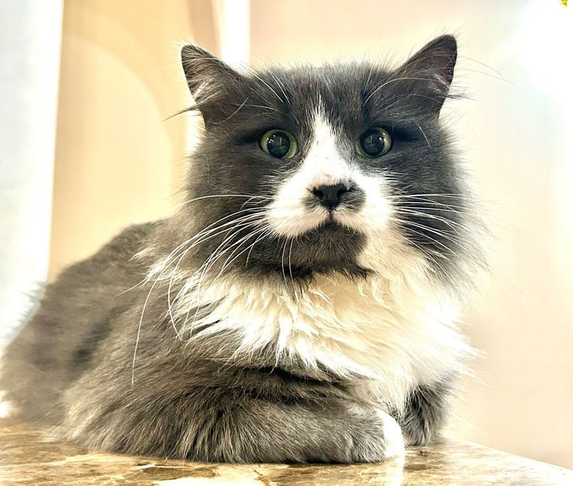 Маленький принц Менсон шукає своє щастя!