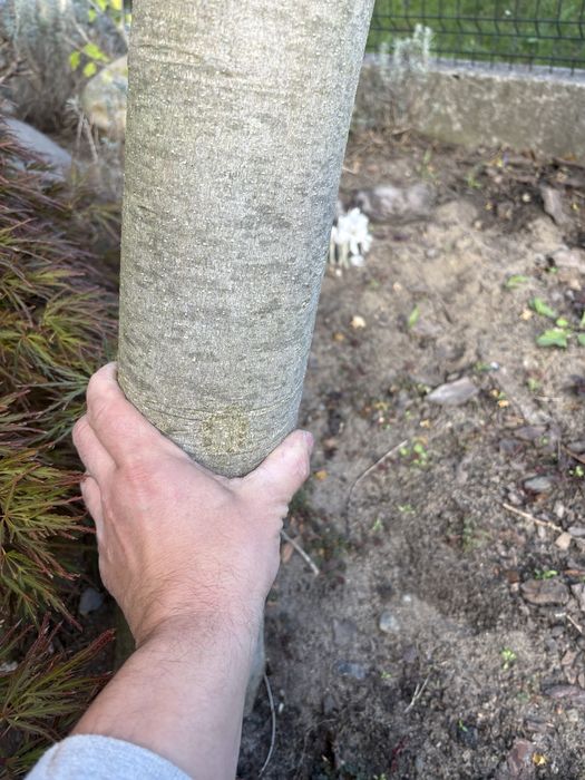 Magnolia duże drzewa yellow river