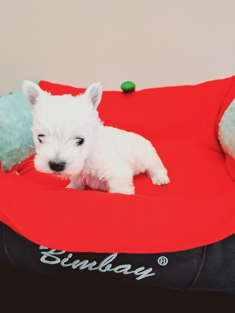 West Highland White Terrier piesek