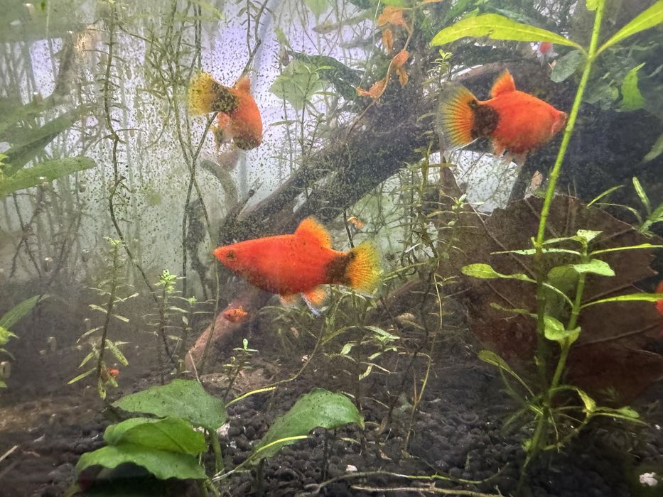 Platys vermelhos/sortidos