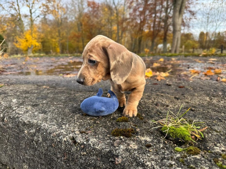 jamnik miniaturowy merlle suczka