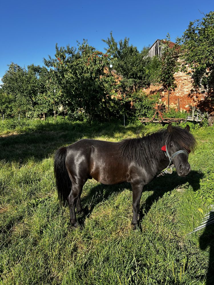 Do sprzedania  kucyk