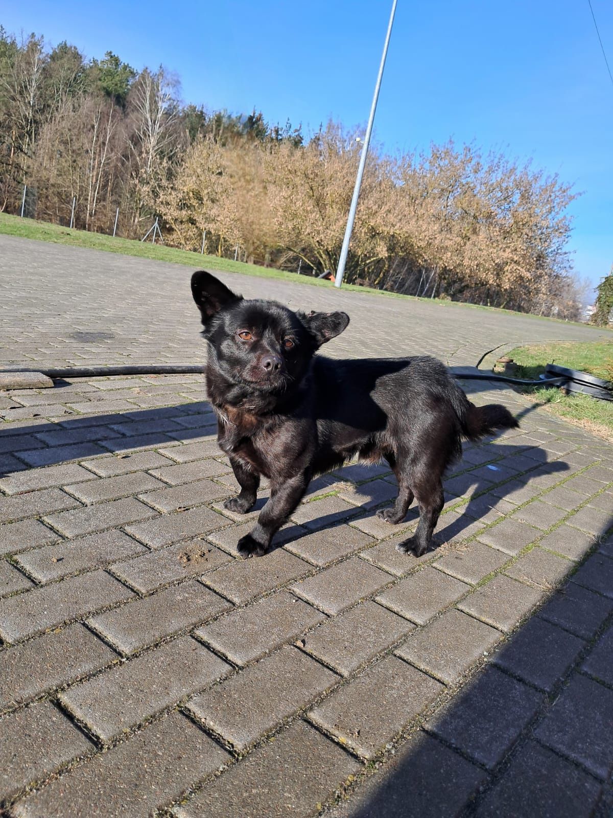 Mały sukces do adopcji!