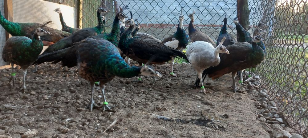 Paw pawie szmaragdowe 2025r