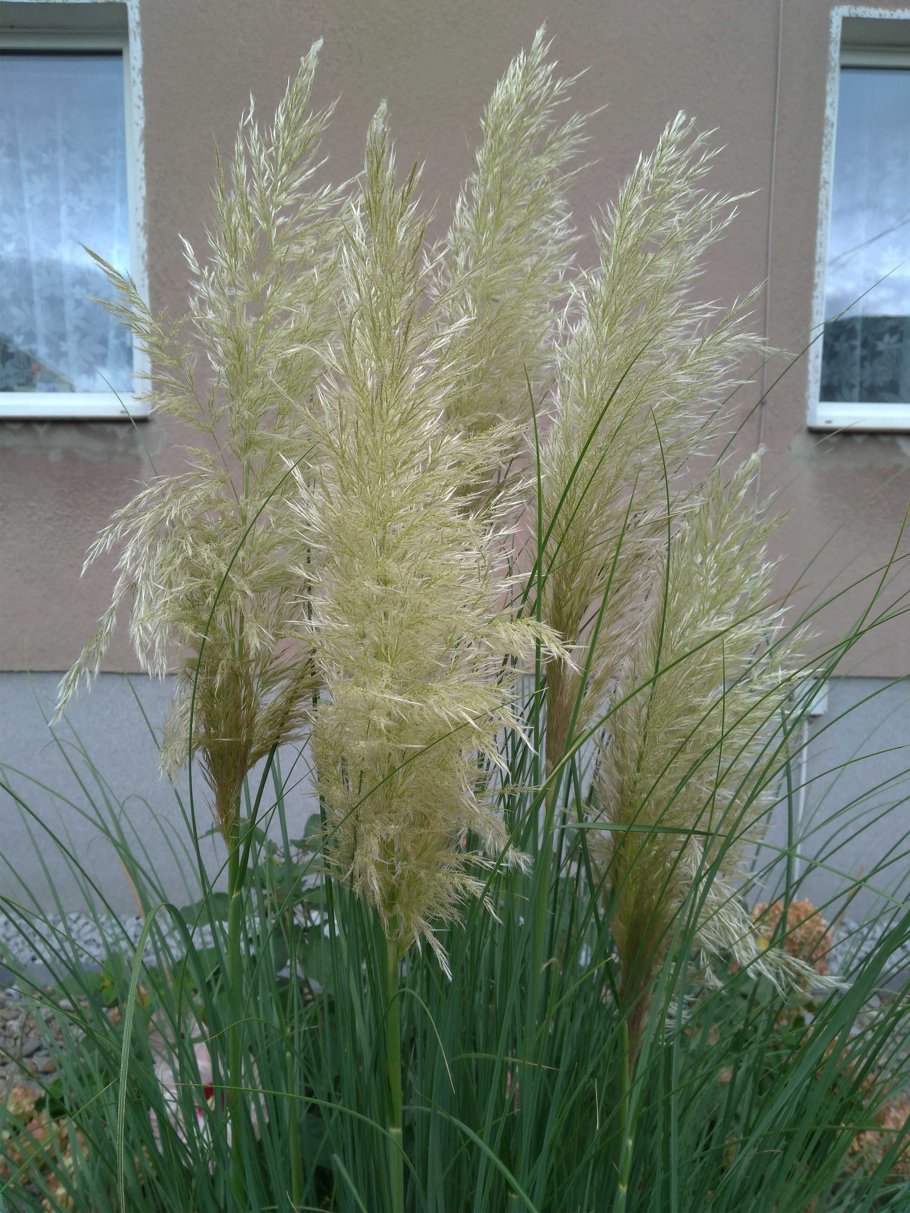 trawa pampasowa Cortaderia selloana 'Evita