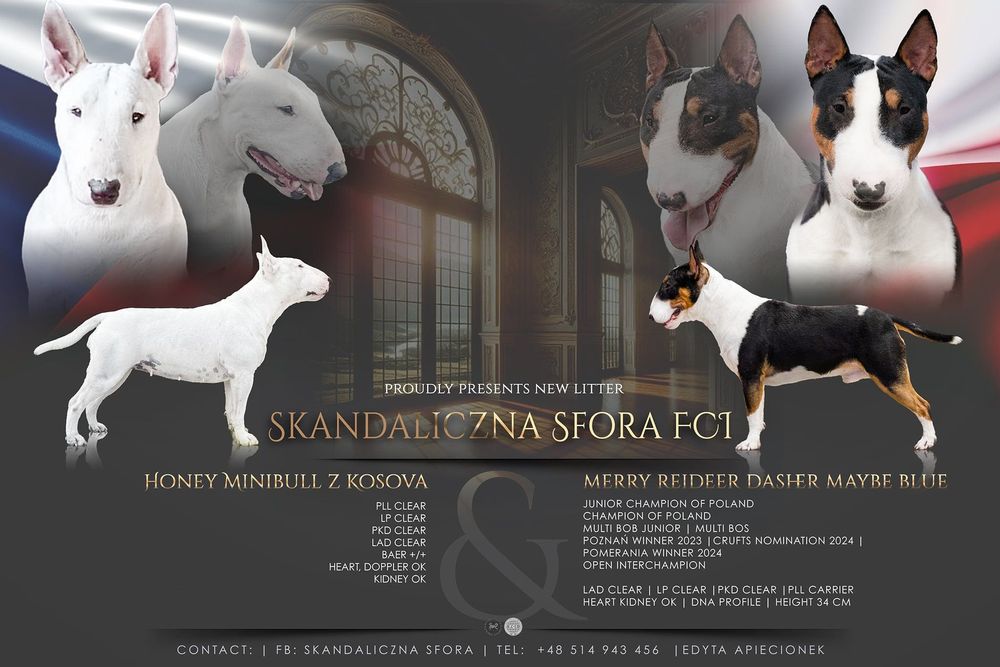 Bullterrier miniaturowy, bulterier miniaturowy