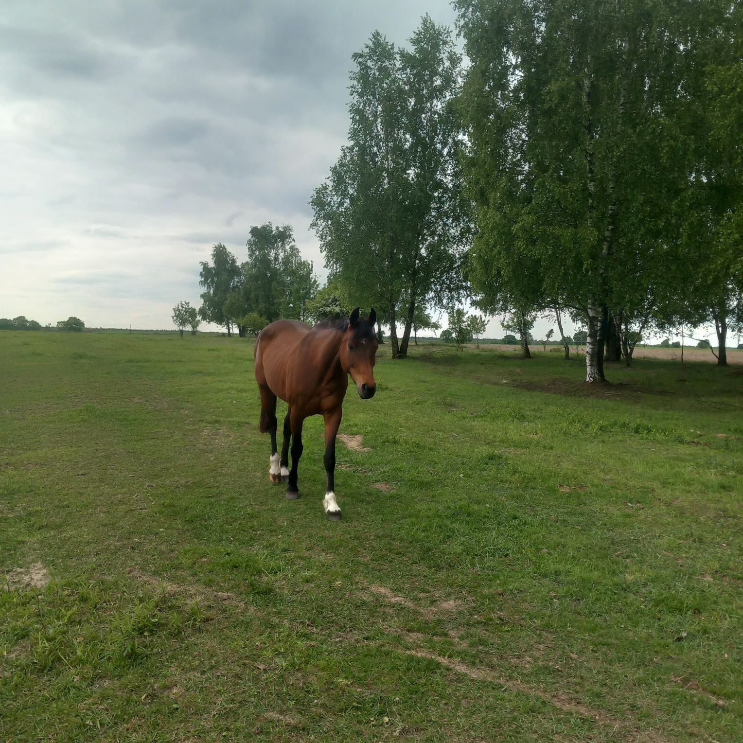 Klacz do hodowli i lekkiej rekreacji