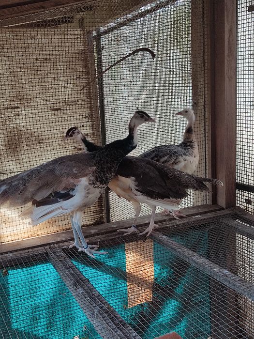 Pavões alecrins e azuis