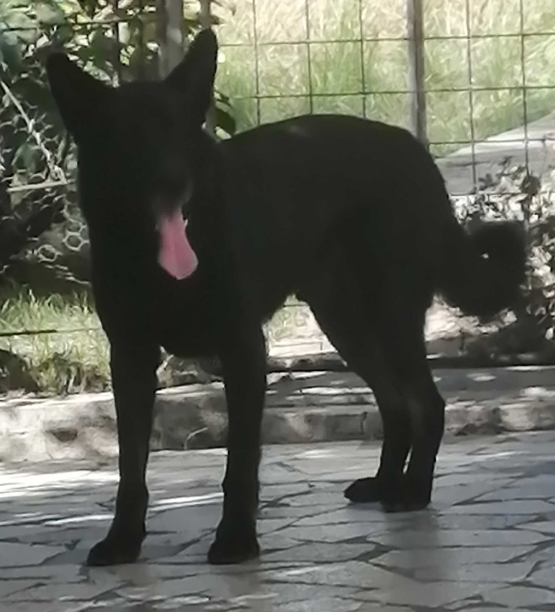 Cães machos para adopção responsável, um é Pastor Alemão