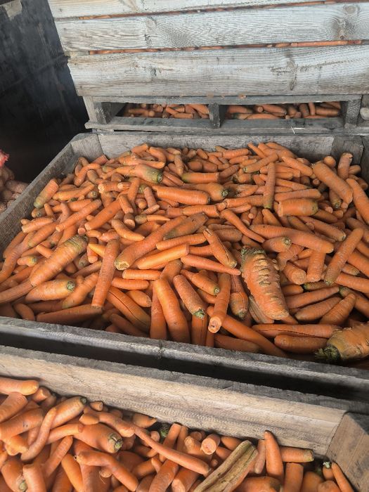 Sprzedam marchew odpadową