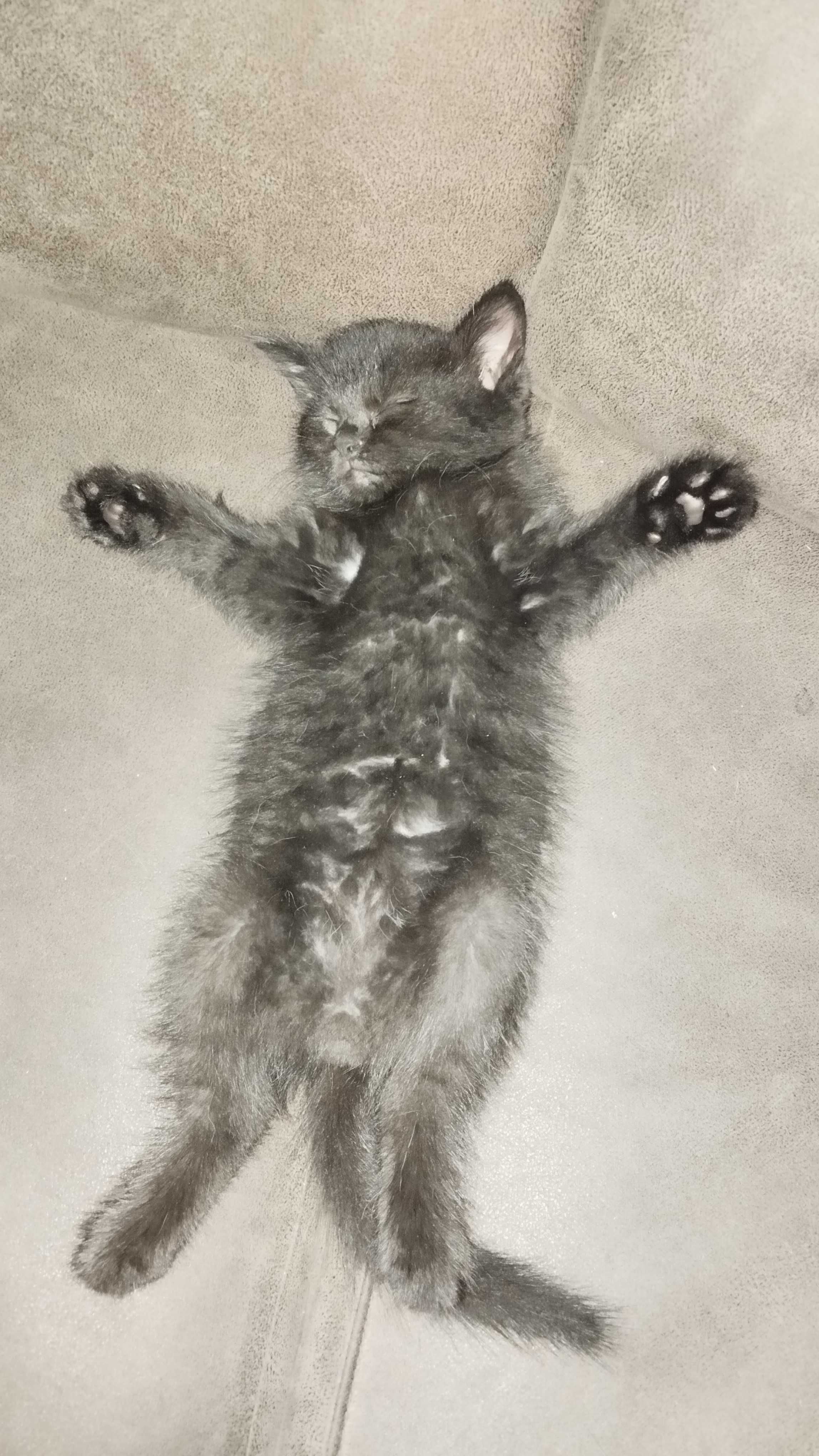 Кошеня хлопчик чорний