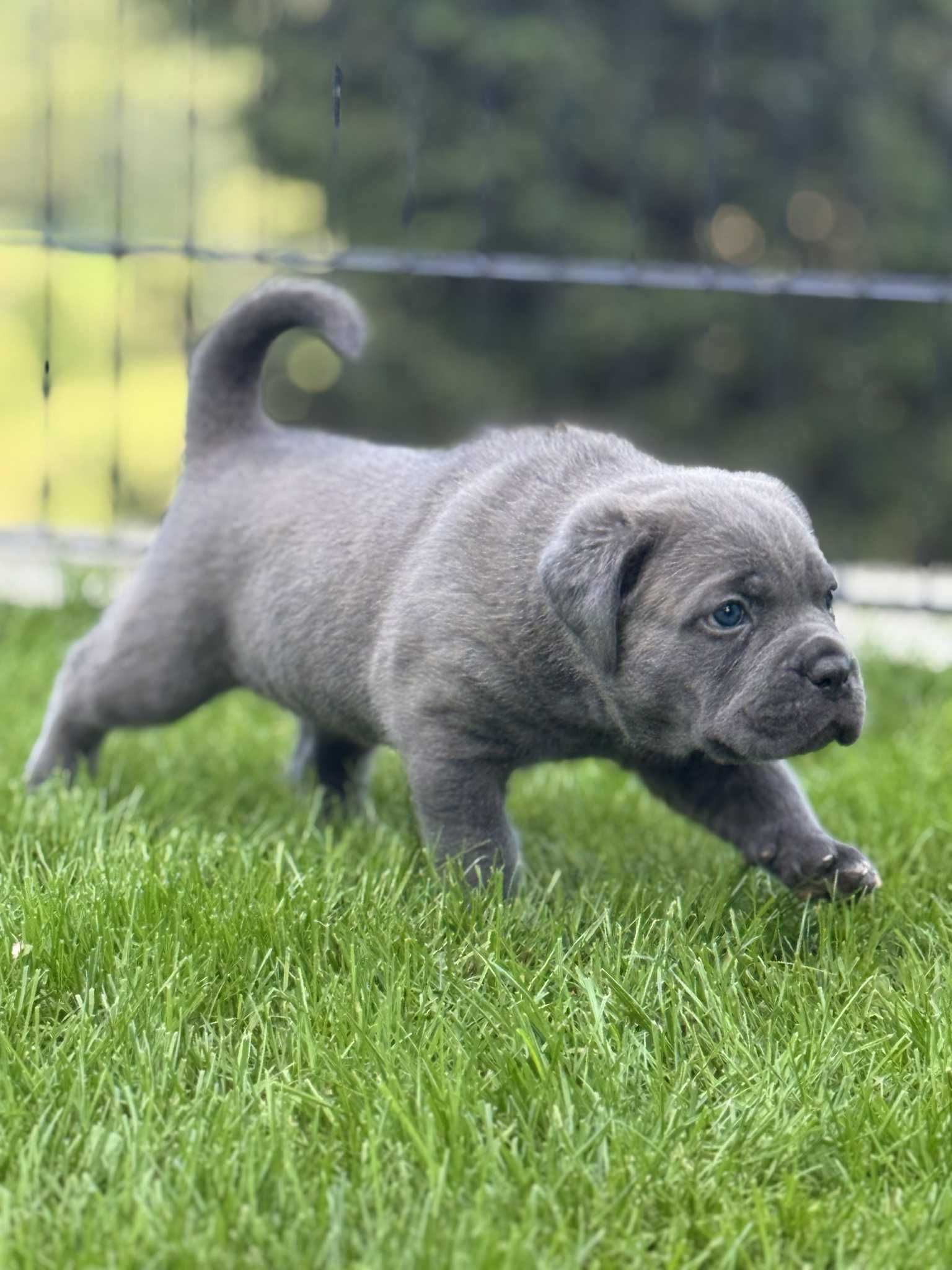 Szara suczka Cane Corso FCI