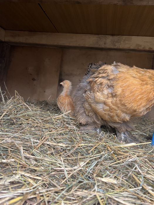 Kochin olbrzymi kury Kwoka brahma i 2 kurczaki kochin olbrymi